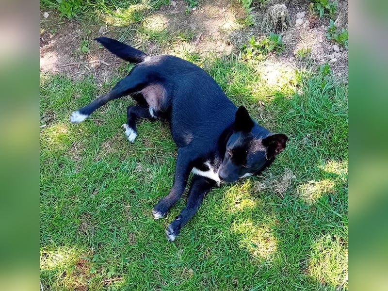 Jungspund JERRY, wo darf er einziehen?