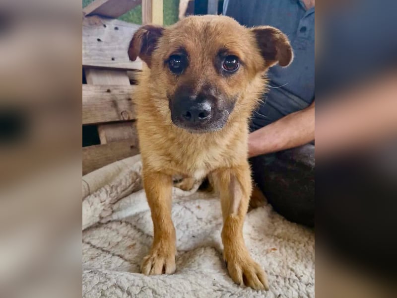 Kleiner Thor sucht sein großes Glück