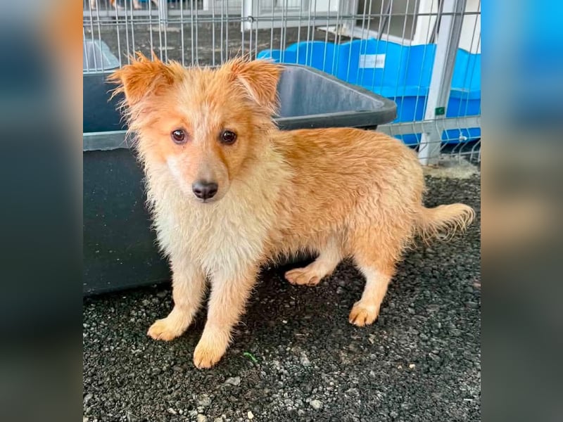 Lani – kleines Hundekind auf der Suche nach Geborgenheit