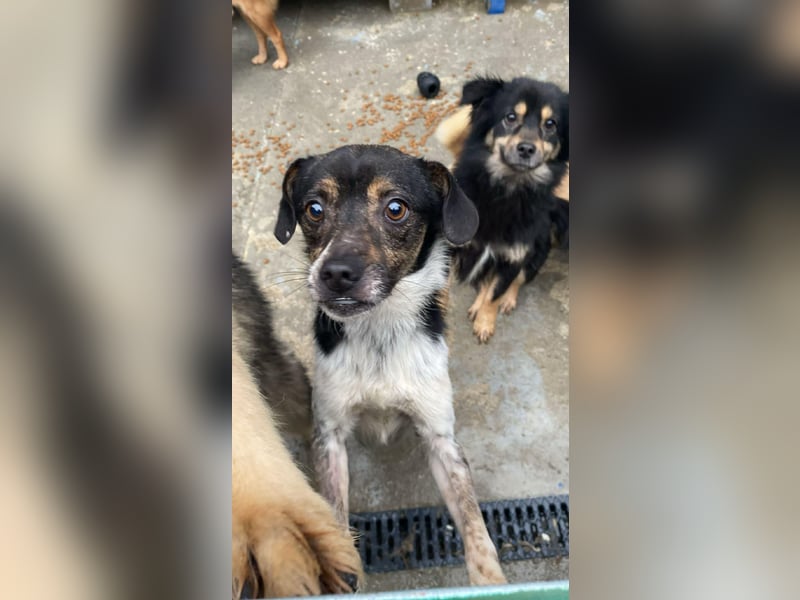 Sensibler, freundlicher Louie