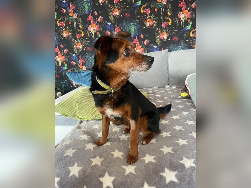 Liebesbedürftige Linn sucht Für-Immer-Zuhause