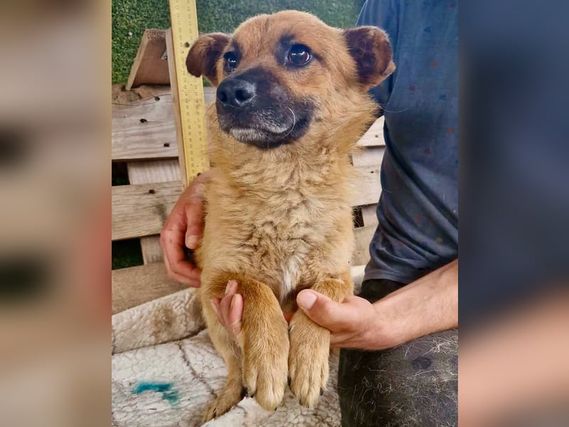 Kleiner Thor sucht sein großes Glück