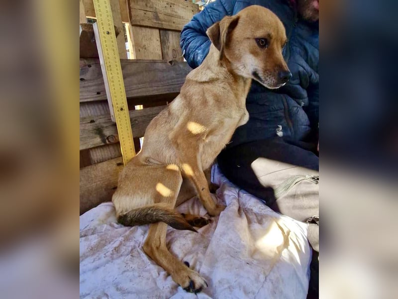 Coco - freundliche Schmusemaus