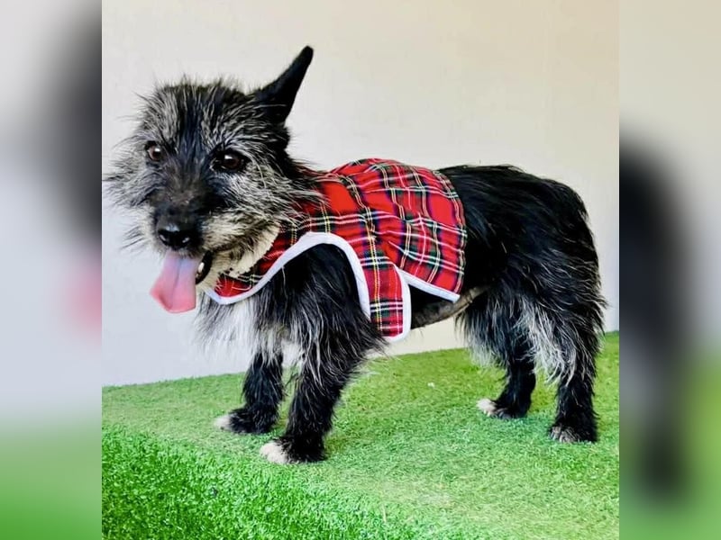 Katzenverträgliches Minimäuschen Finja