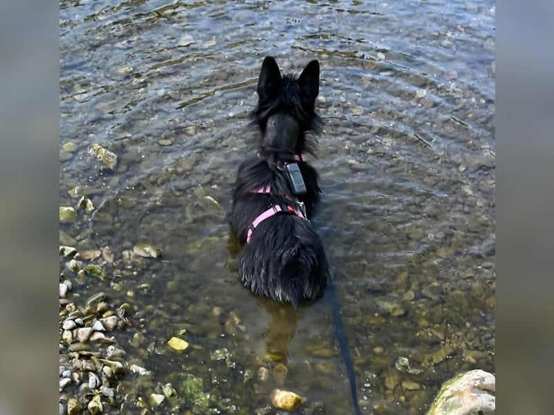 Fröhliche Terrier-Mix-Hündin Finja sucht liebevolles Zuhause