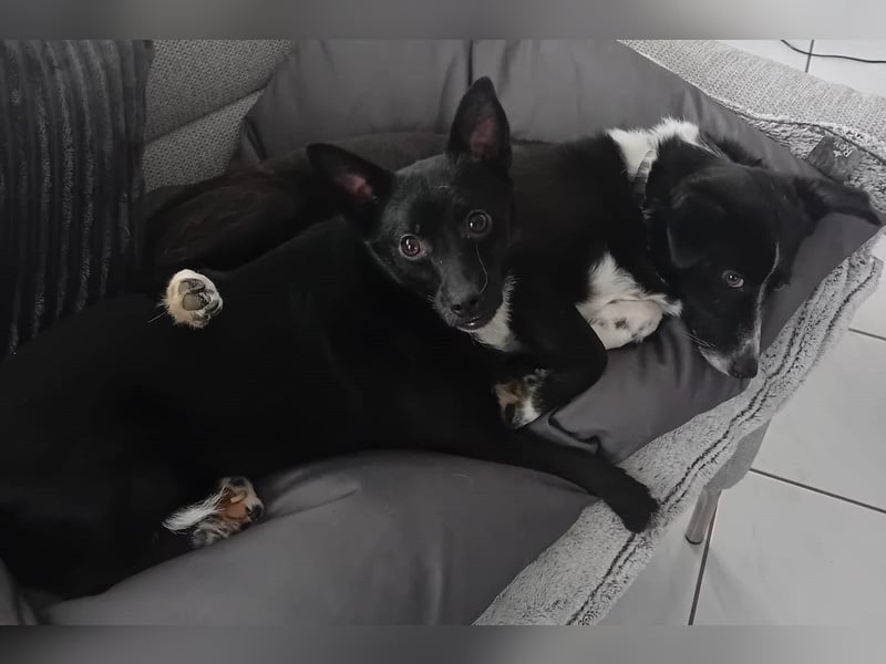 Jungspund JERRY, wo darf er einziehen?