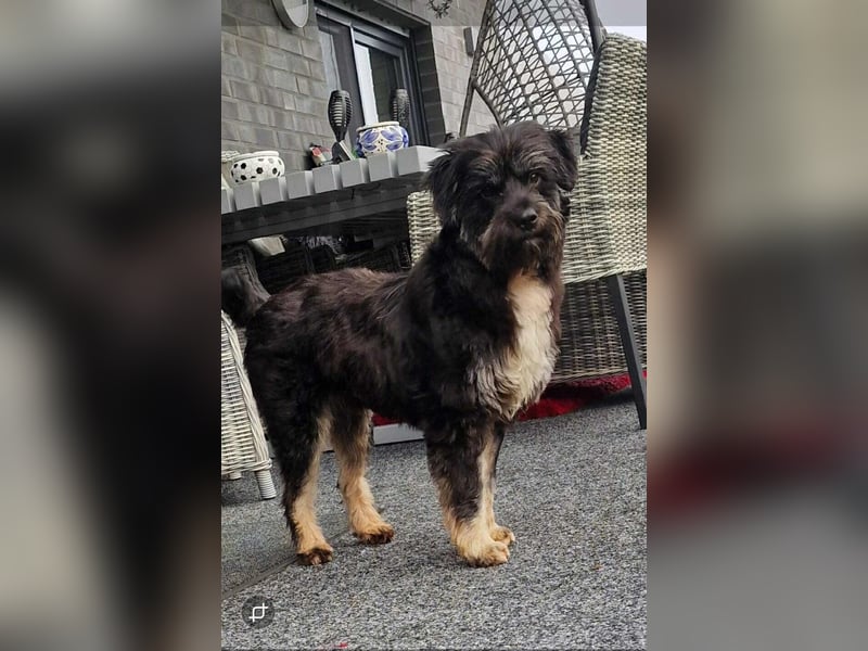 Kuschelbär Anton auf der Suche nach seiner Familie