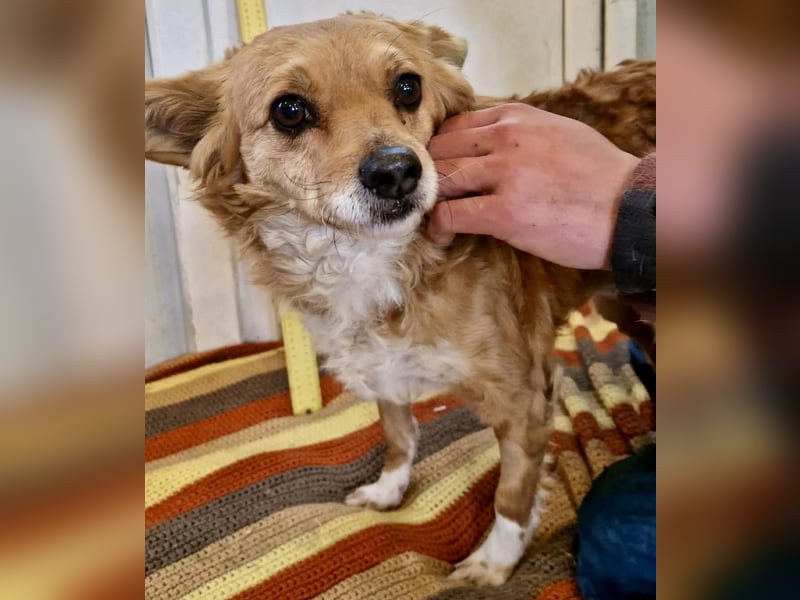 Liebe, kleine Schmusemaus Maya