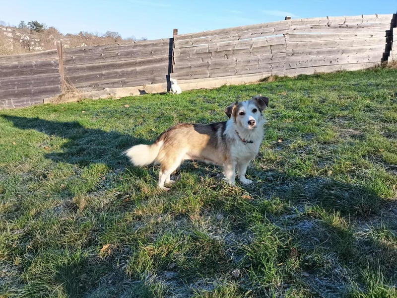 LORA – sanfte, liebevolle Hündin sucht neues Zuhause