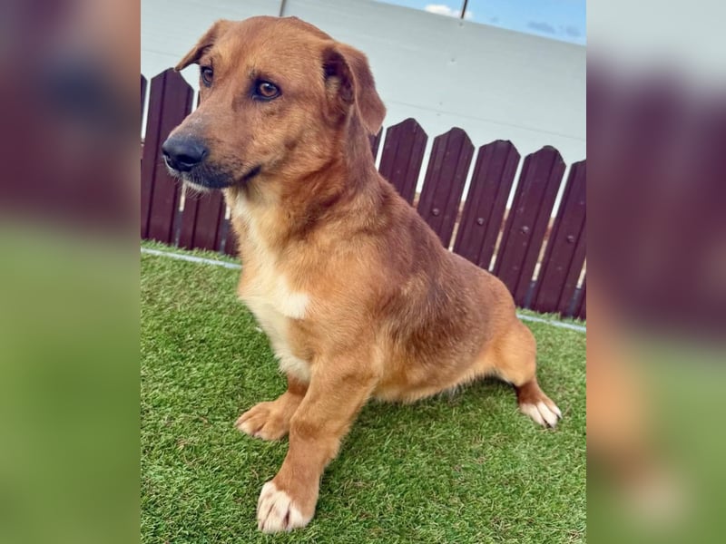 Sanfter Schmuser Wally sucht sein Zuhause