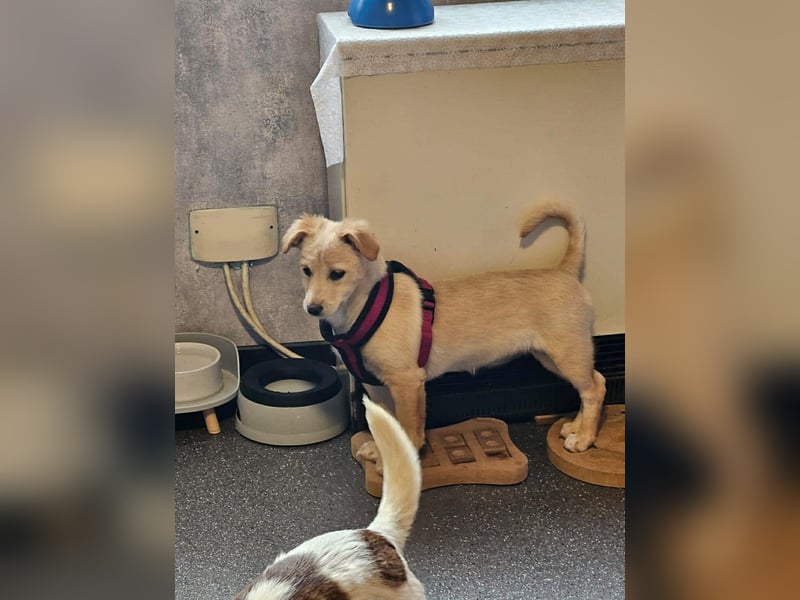 Supersüße kleine Bella sucht ihr Für-immer-Zuhause