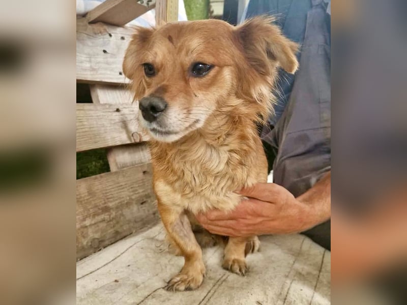 Kleine Leni sucht ein liebevolles Zuhause