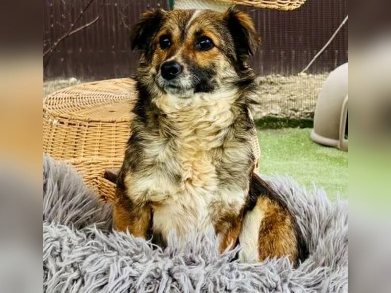 Katzenverträglichen Minimäuschen Ina