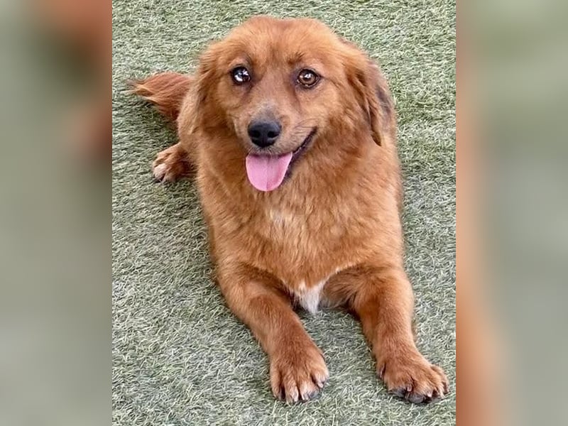 Katzenverträgliche , kleine Zoe