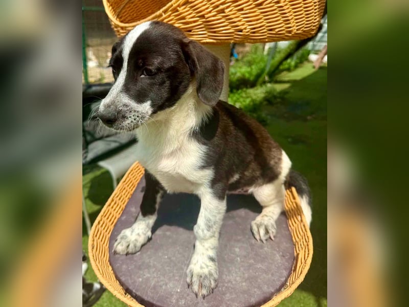 Nika, kleines Glück auf vier Pfötchen
