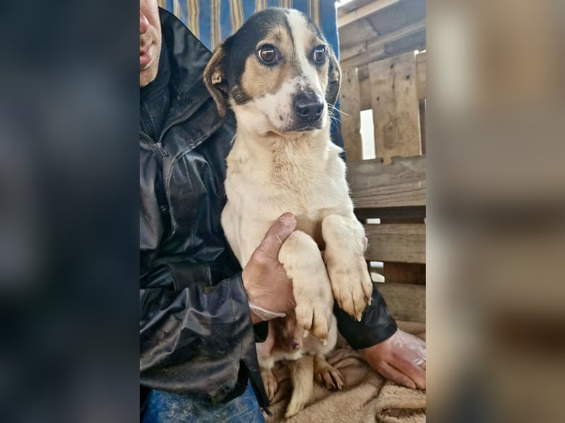 Trauriger kleiner Rambo