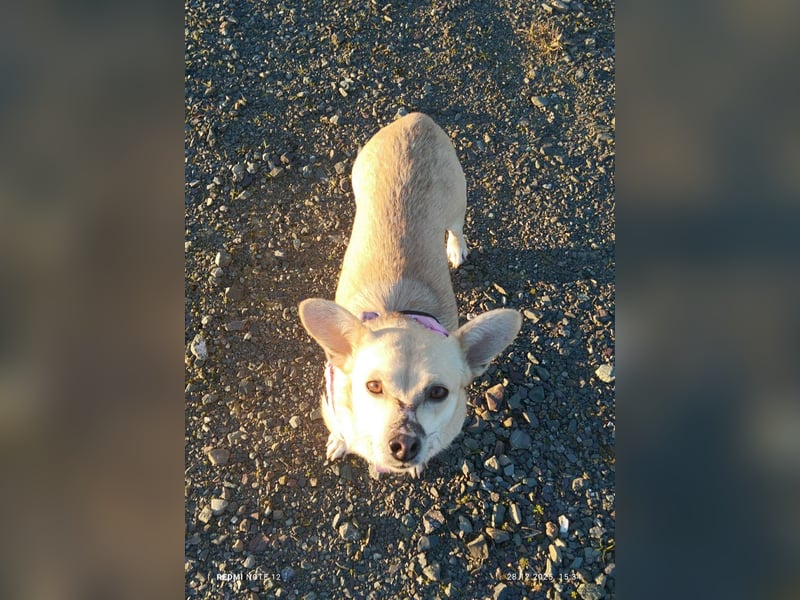 Kleine tapfere Bianca sucht ihre Familie