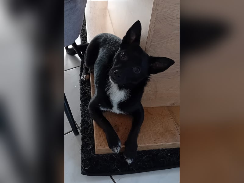 Jungspund JERRY, wo darf er einziehen?