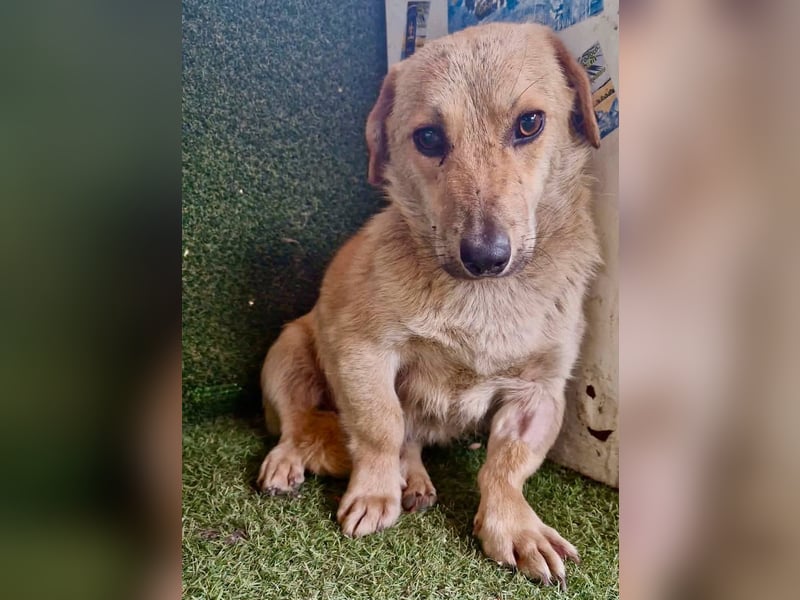 Chaplin – kleiner Hundemann sucht sein großes Glück