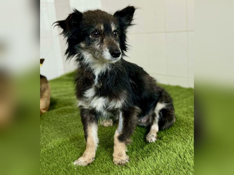 Katzenverträgliches Schmusemäuschen Hope