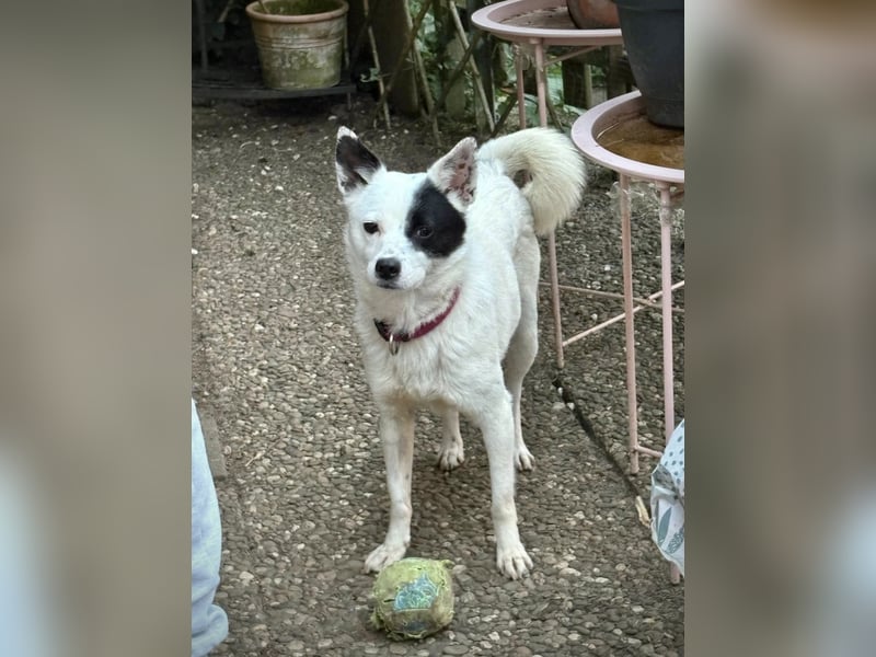 Unsere zarte Seele IDA möchte auch endlich ihre Menschen finden