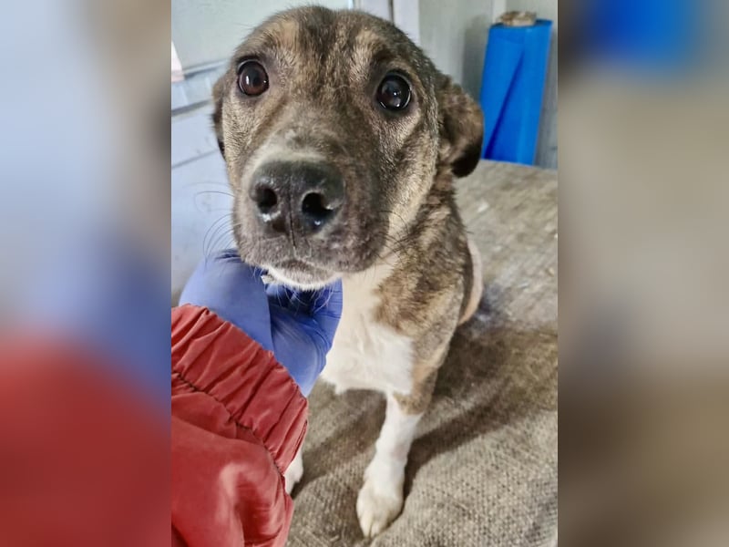 Ramon...ein Herz auf 4 Pfötchen....