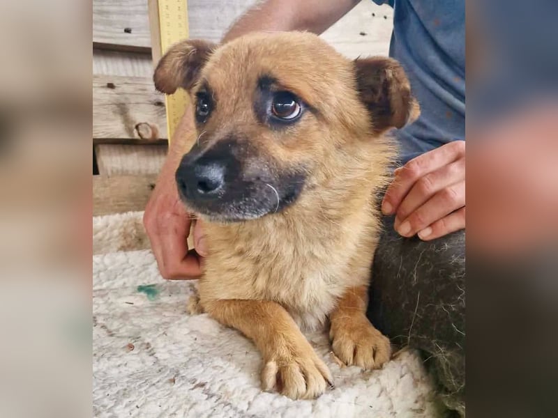 Kleiner Thor sucht sein großes Glück