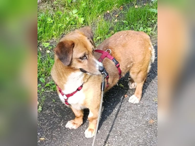 Kuschelmaus Tapsy sucht ihr Glück