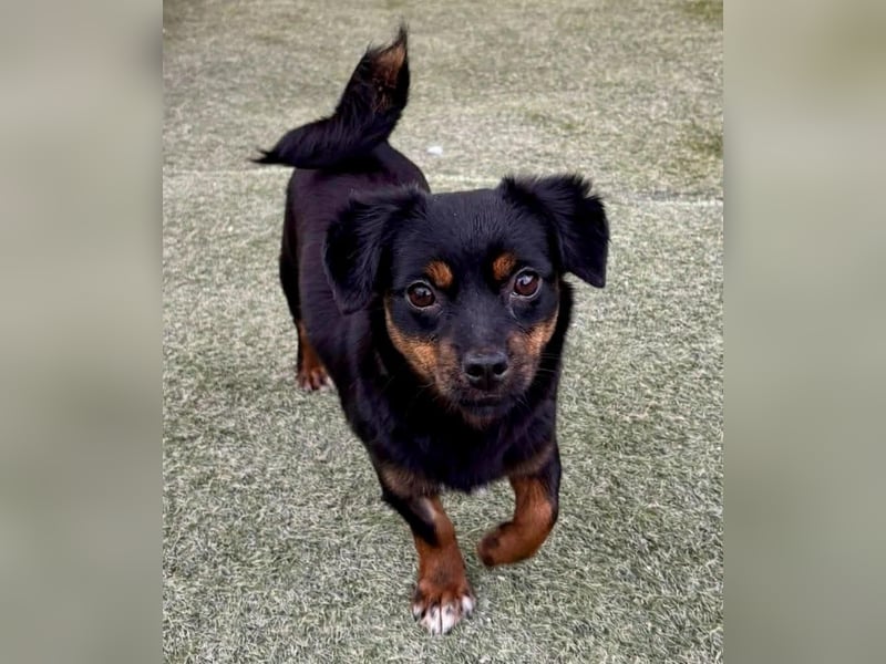 Katzenverträgliches Mini Mäuschen Gretchen