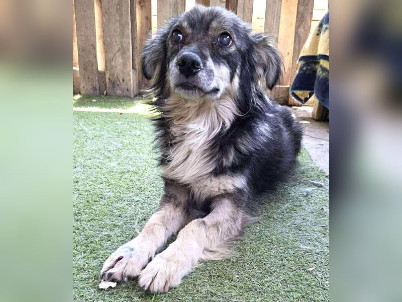 Ilay – junger, menschenbezogener Rüde sucht liebevolles Zuhause