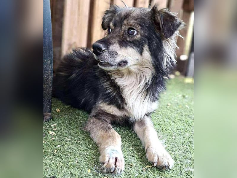 Ilay – junger, menschenbezogener Rüde sucht liebevolles Zuhause