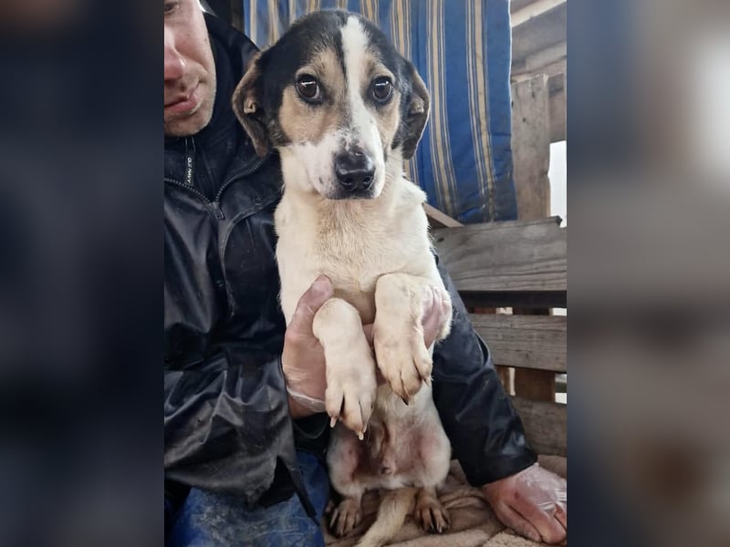 Trauriger kleiner Rambo