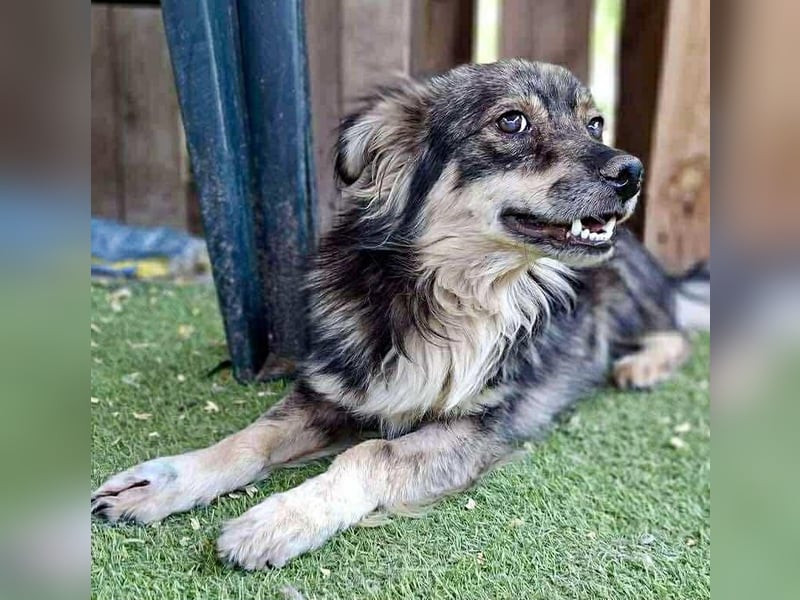 Ilay – junger, menschenbezogener Rüde sucht liebevolles Zuhause