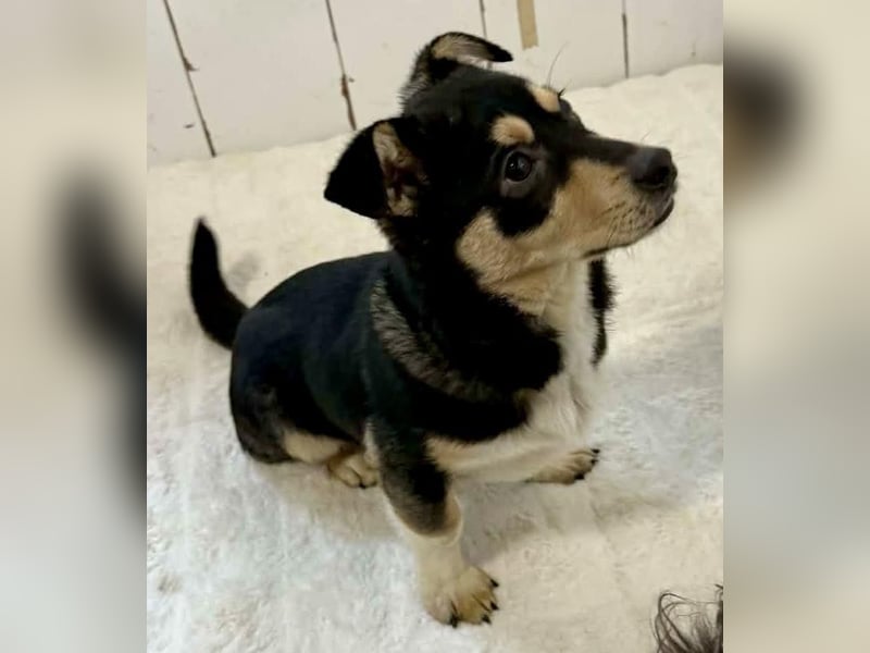 Kleiner Sonnenschein Aris…