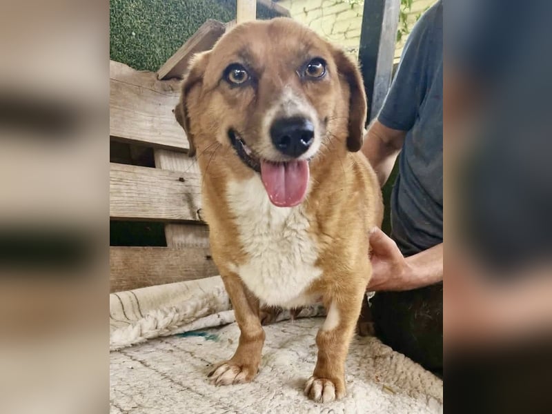 Tapsy, kleines Herz sucht Geborgenheit