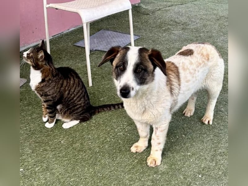 Katzenverträglicher Sonnenschein Mailo