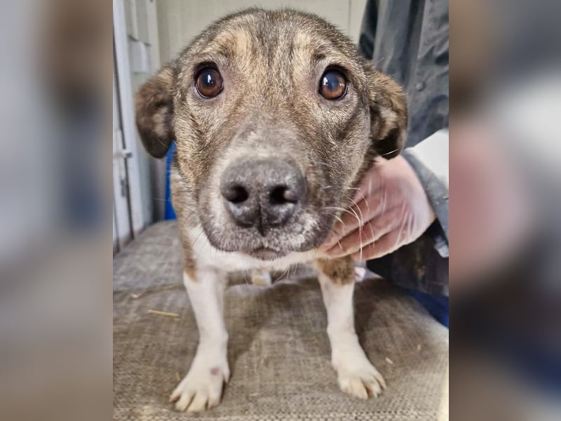 Ramon...ein Herz auf 4 Pfötchen....