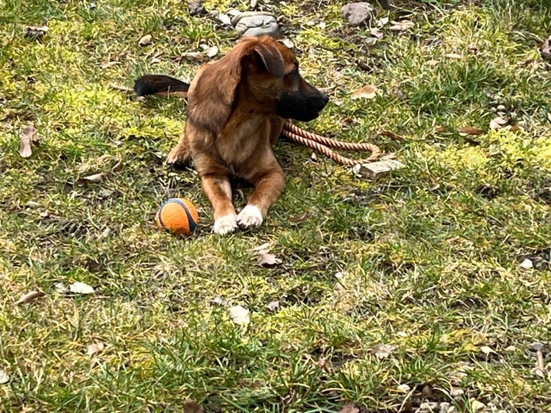 Kleine Allrounderin Nika sucht Familienanschluss