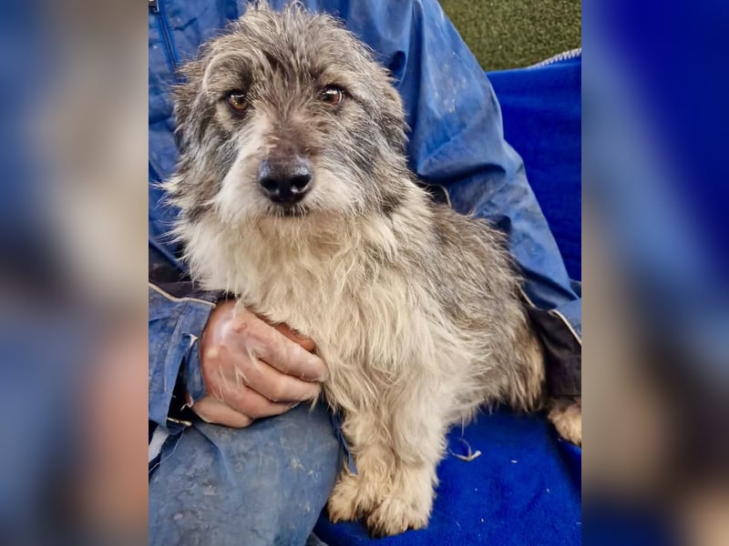 Kleiner Scottie sucht sein Glück