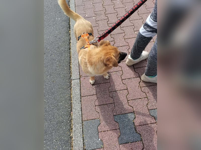 Zaubermaus AVA sucht ihr Zuhause