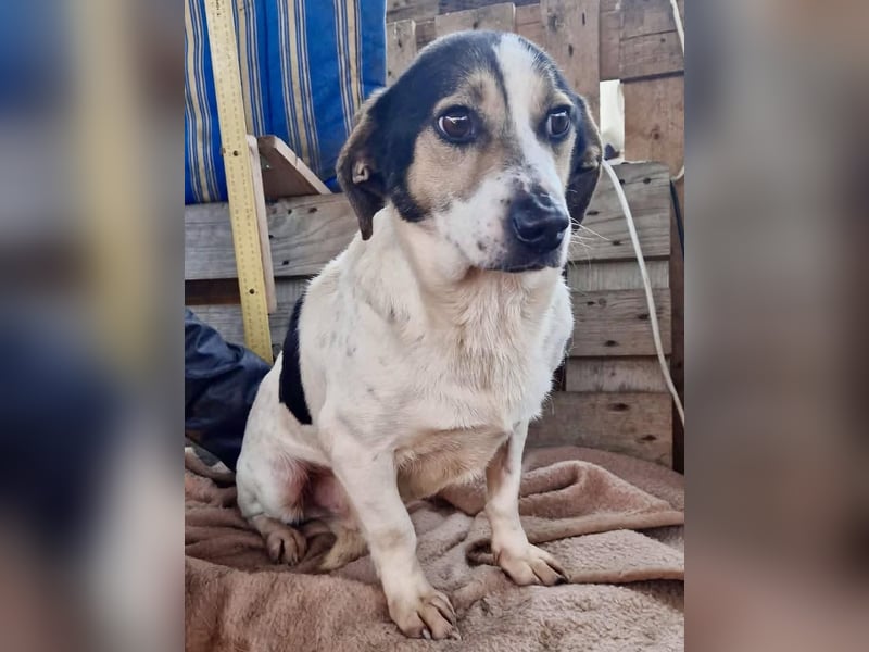 Trauriger kleiner Rambo