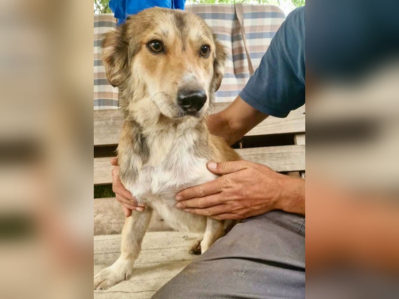 Leroy, ein sanfter kleiner Schatz sucht sein großes Glück.