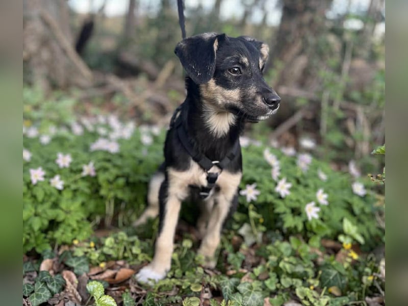 Kurti - Welpe sucht liebevolles Zuhause