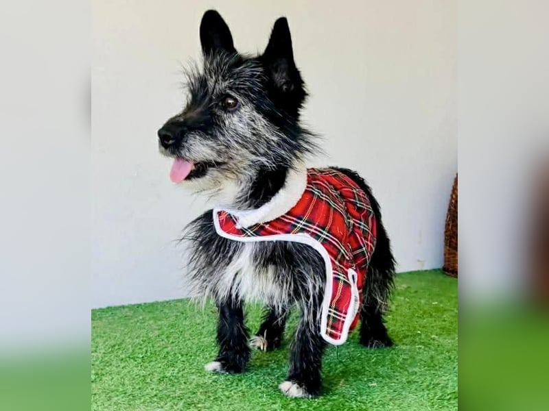 Katzenverträgliches Minimäuschen Finja