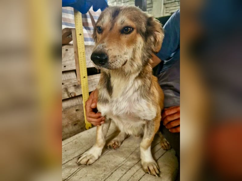 Leroy, ein sanfter kleiner Schatz sucht sein großes Glück.