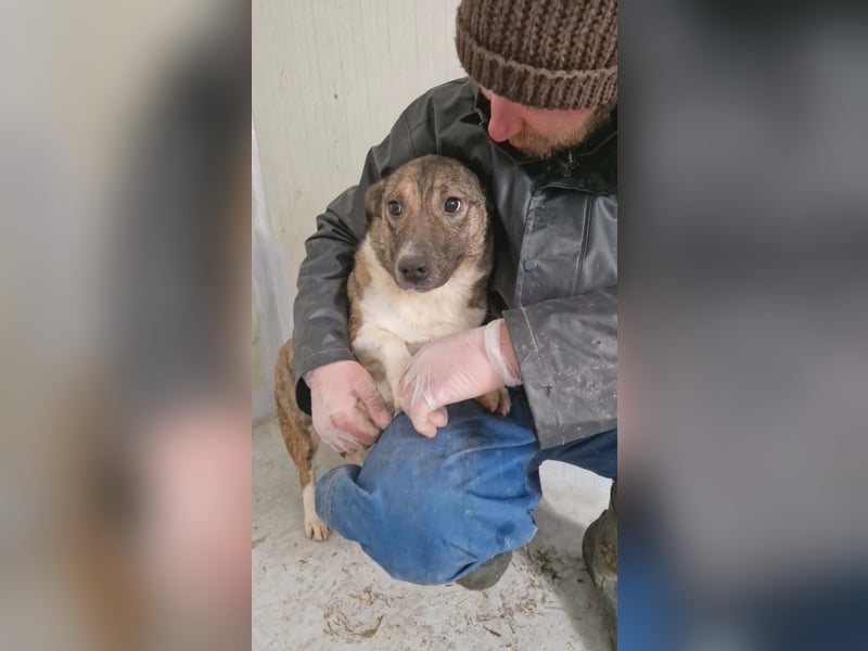 Ramon...ein Herz auf 4 Pfötchen....