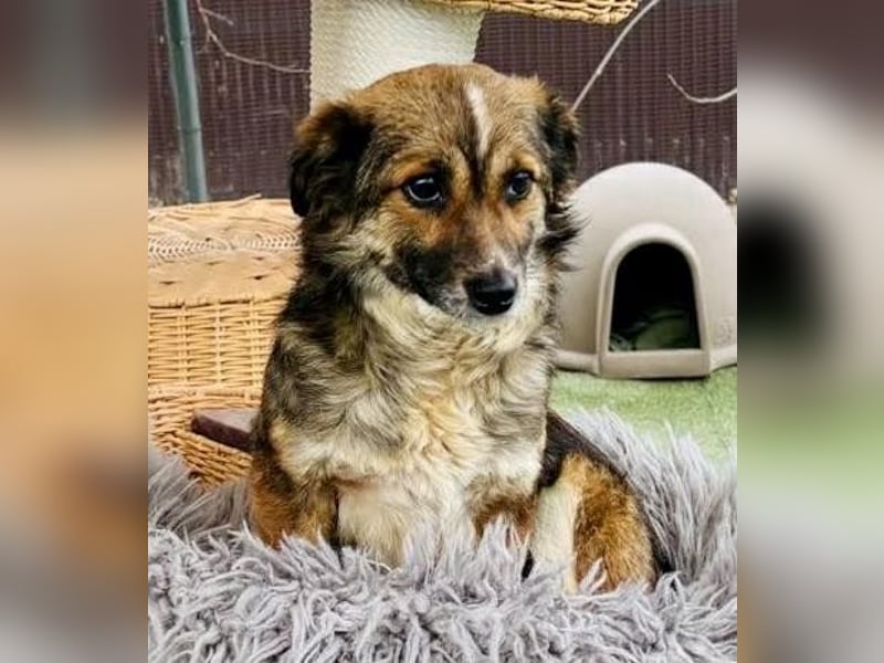 Katzenverträglichen Minimäuschen Ina