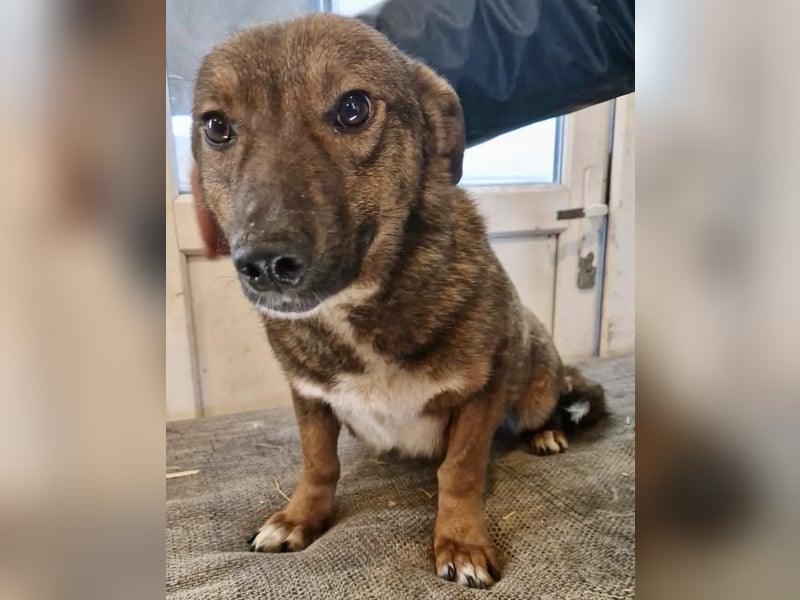 Dankbare, super sanfte Meg