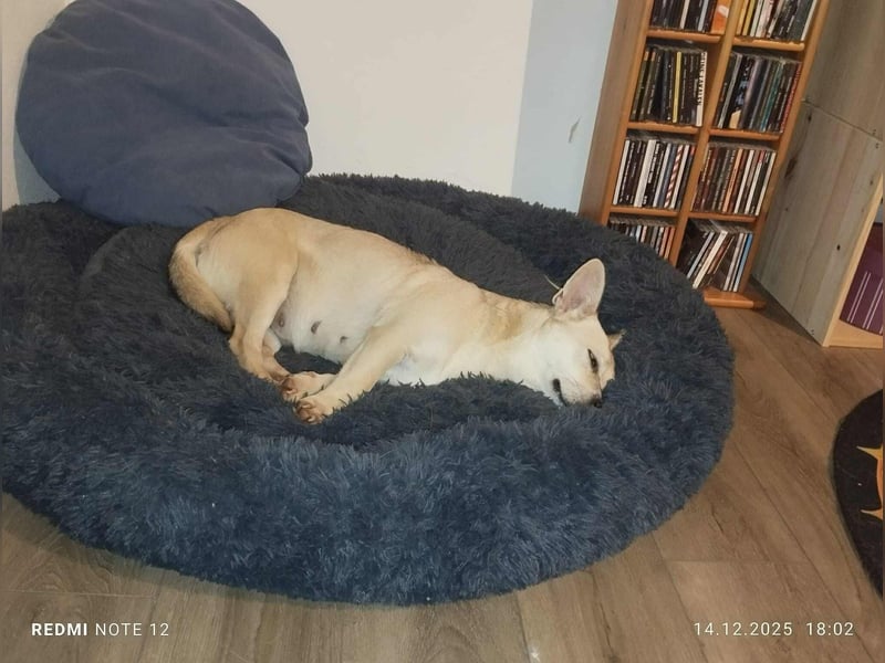 Kleine tapfere Bianca sucht ihre Familie