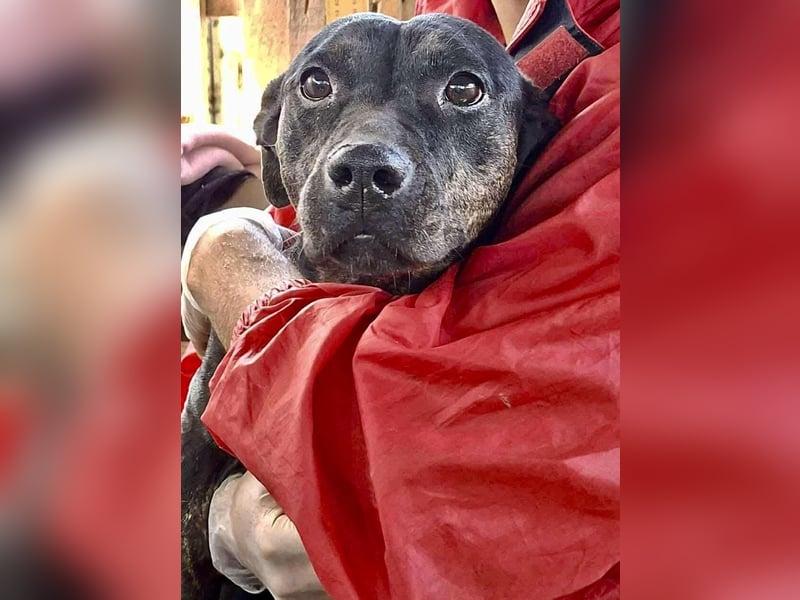 Kleine Ginny – Von der Kette ins Glück